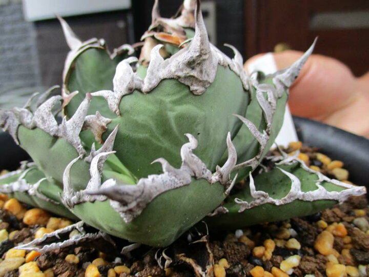 楽天市場】【現品・現物】アガベ チタノタ “シーザー” (Agave Titanota 