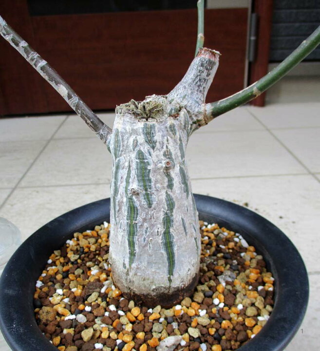 楽天市場 撮影は２月24日です 冬は落葉します 現品 ボンバックス プセウドボンバックス エリプティクム 6号 塊根植物 コーデックス ｄ番 松や植物園 楽天市場支店