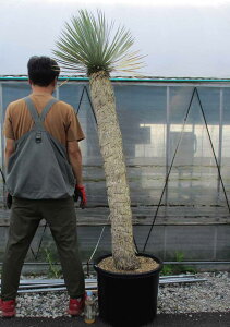 【現品・現物】ユッカ・ロストラータ 大株 幹立ち 15号相当 195cm 8r番