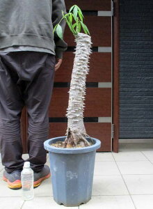 yiEzgbNL^iؖȁjuĂv̖؁@gbNL^(p{b`)(Chorisia speciosa)10@3