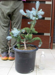 yiEzsZAEvQX@hzvV[h݂̖؁@Rjt@[@NX}Xc[@Hn\ȃV{c[@9@H7