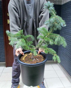 yiEzsZAEvQX@hzvV[h݂̖؁@Rjt@[@NX}Xc[@Hn\ȃV{c[@9@J