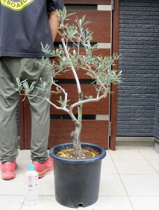 yizI[ǔÖ؁@i햼F`Y@AUp@Azapa@10y~́zH4