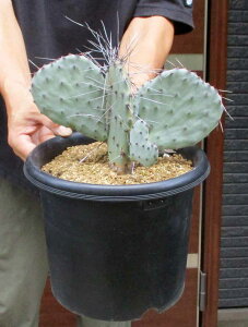 �y���i�E�����z�T�{�e���E�I�v���`�A�E�A�Y���A�@7���@5F�ԁ@���b�N�K�[�f���@�h���C�K�[�f����