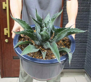 yiEzytFbNX@̔zAKx@T~AiEtFbNX h[KEJz[h@12@A14ԁiKEJz[jbNK[f@hCK[f