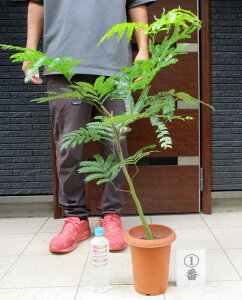 yiEz@Go[tbV@iilj̖؁j 6TCY@12