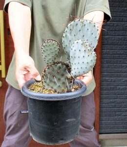 yiEzIv`A }NPg V tB[hio[SB911 Opuntia macrocentra SB911T{eEIv`AE}NPgESB911@6E4