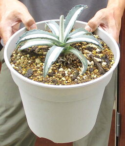 Rł͉Oŉz~Ă܂yiEz^IAKxAJ[iAfBIsN^Ao@،(PSj8@4 bNK[f@hCK[f