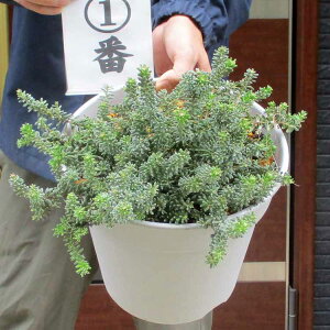 yiEzGrevillea lanigera@OrA @jQ@8@12ԁ@I[W[vc@lCeBuvc