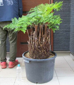 【現品・現物】大株 ディクソニア アンタルティカ 15号 (観葉植物・鉢植え・庭木)A5番