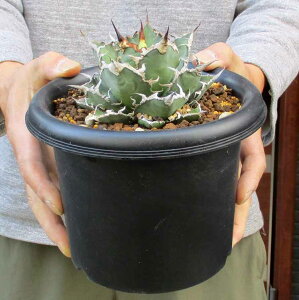 【現品・現物】アガベ チタノタ “シーザー” (Agave Titanota Caesar) 5号 Y23番