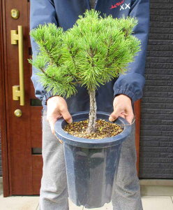 yiEz^i͂܂ @(^i)@^inC@8@FWԁ@^@OA@@y؁E뉀EaɂmɂEK[fz