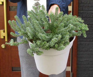 yiEzGrevillea lanigera@OrA @jQ@8@12ԁ@I[W[vc@lCeBuvc