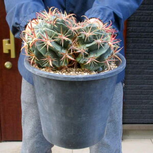 _́yiEzT{eEtFJN^XȄoہ@Ferocactus latispinush@7@M8