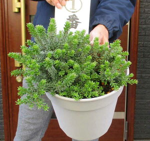 yiEzGrevillea lanigera@OrA @jQ@8@12ԁ@I[W[vc@lCeBuvc