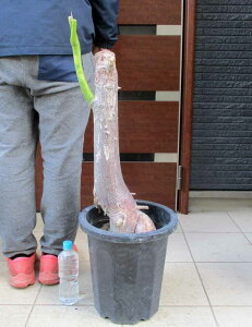 �y���i�E�����z�g�b�N���L���^�i�����ؖȁj�u��Ă�����v���������̖؁@�g�b�N���L���^(�p���{���b�`��)(Chorisia speciosa)10���@��6��