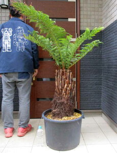 ディクソニア」の人気商品一覧 | 安い商品を通販サイトから探す - 価格.com