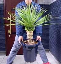 楽天市場】ユッカ ロストラータ（花・観葉植物｜花・ガーデン・DIY）の通販