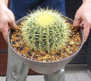 �y���i�z�T�{�e���E�L���V���`(���́AEchinocactus grusonii )10���@2K��
