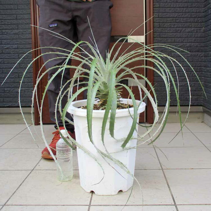 楽天市場】【現品・現物】プヤ・セルーレア 大株 puya coerulea 8号 UR 