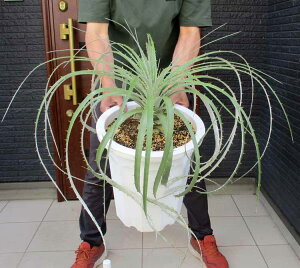 yiEzvEZ[A 劔@ puya coerulea@8@URԁ@hCK[f@bNK[f