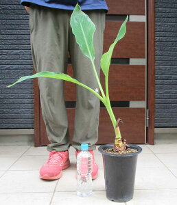 yiznN@ `EL̕c@iʖFoii̖؁Eϊoiij@6iϗtAjPM