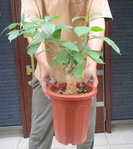 【現品・現物】【盆栽】発根済 大株 バオバブの木 バオバブ・ディギタータ 7号鉢 な3番