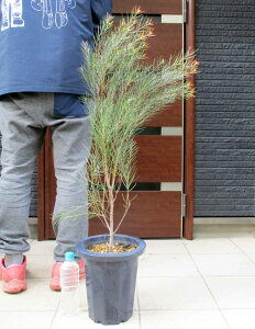 yiEzAJVAEto_tFjbNXS[h@AJVA̖؁@@AAJVAEtFjbNXS[h@s 8@6