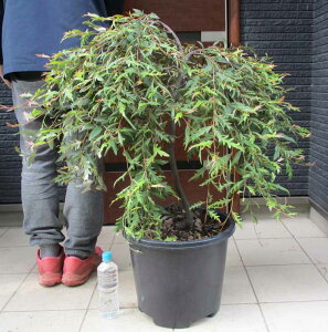 yiEzOrAEv[_[}g@13@2G