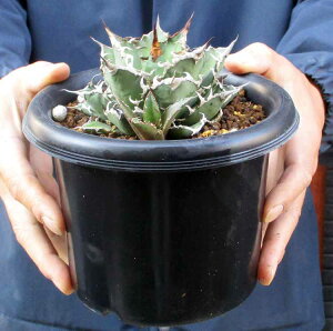 yiEzAKx `^m^ gV[U[h (Agave Titanota Caesar)@5@3