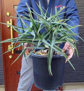 劔ɂȂƃ}CiX5xx܂őςyiEzAGEXgAc@Aloe striatula@ϊ̍AG@8@4ԁ@bNK[f@hCK[f@AKx@bJƑ