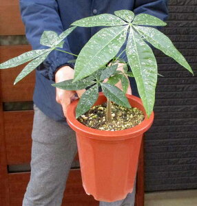 yiEzyiꕔOn悠z󏭂ȍIIpL@pL@~L[EFC@7@Y23