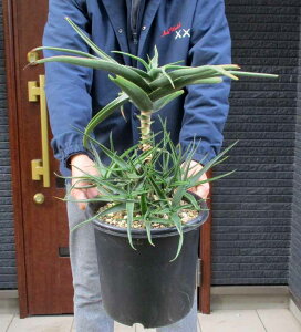 劔ɂȂƃ}CiX5xx܂őςyiEzAGEXgAc@Aloe striatula@ϊ̍AG@8@S8ԁ@bNK[f@hCK[f@AKx@bJƑ