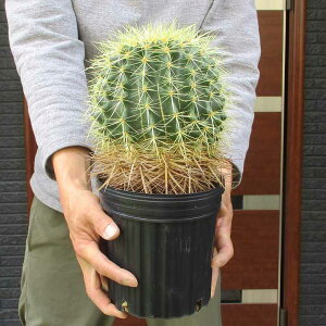 �y���i�E�����z��^�@�T�{�e���E�L���V���`�@�@(���́AEchinocactus grusonii )�@6���@X9��