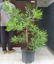 楽天市場】バンクシア（サイズ（植木鉢）10 ～ 12号）（花・観葉植物 