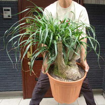 楽天市場】トックリラン（観葉植物｜花・観葉植物）：花・ガーデン 