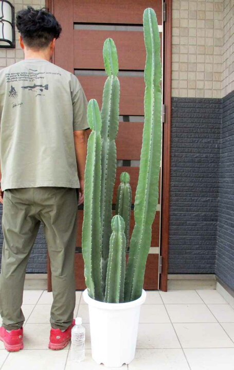 楽天市場 現品 現物 柱サボテン 10号サイズ 観葉植物 サボテン 大きいサボテン 特大 ｃ番 大型 店舗 オフィスにお勧め 松や植物園 楽天市場支店