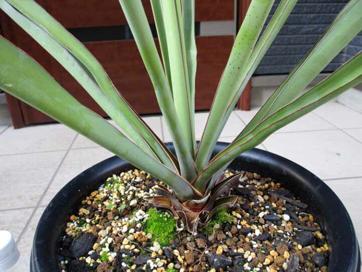 楽天市場】【現品・現物】幹立ち Yucca Torreyi ユッカ・トレリー 