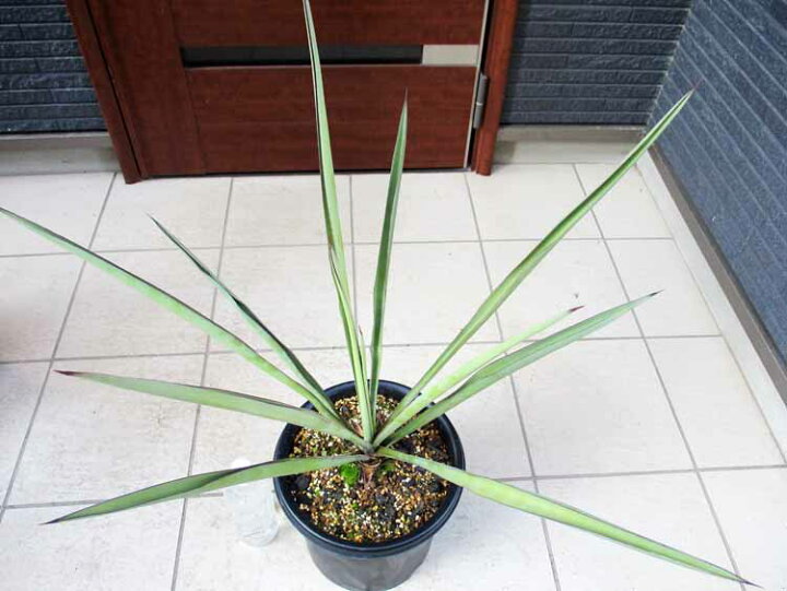 楽天市場】【現品・現物】幹立ち Yucca Torreyi ユッカ・トレリー 