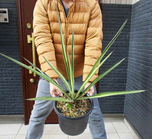 yiEz@Yucca Torreyi bJEg[ bJEg[[@8@e48ԁ@bNK[f@hCK[f