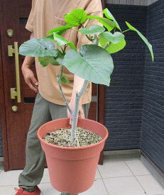 【現品・現物】【観葉植物】【ギフト対応できません】　フィカス・ウンベラータ（Ficus umbellata）8号　KA番