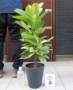 yiEz̃tBJX@tBJXEW@7@12