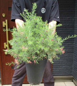 yiEzx_[OrA@Grevillea lavandulacea@7@P35ԁ@i؁EV{c[EA؁EEϗtAE^EIW[AEI[XgA뉀j