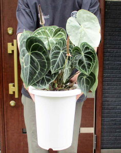 【現品・現物】【送料無料】アンスリウム・クラリネルビューム 7号 4J番(アンスリューム)