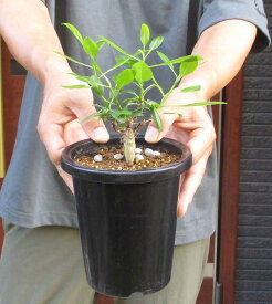 【現品・現物】フォークイエリア・ファシクラータ（Fouquieria fasciculata）木状のコーデックス　4.5号　K4番　塊根植物