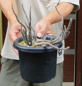 i@򍪌nT{e@veJN^XEiイj(Pterocactus tuberosus)5@9H