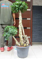楽天市場】ぱんだガジュマル（サイズ（植木鉢）10 ～ 12号）の通販