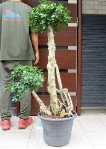 【現品・現物】葉が小さいタイプ 子パンダガジュマル コパンダガジュマル 12号 G4番 観葉植物 鉢植え