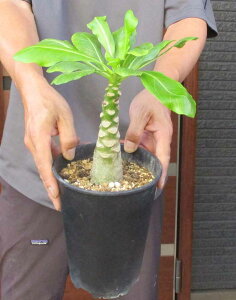 yiEzuK~AECVOjX Brighamia insignis(A Alula) nCAp[ LLE rU[vc@5@W8