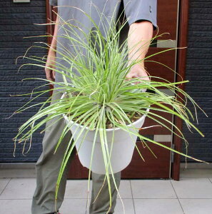 yiEz_@vEZ[A @ puya coerulea@8 M46ԁ@hCK[f@bNK[f